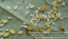 Levéltetű - fotók rovarok egy levél uborka